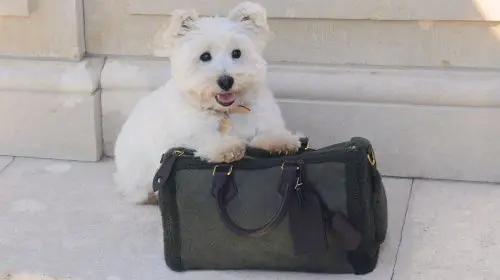 Louis Vuitton lansează o nouă colecție de accesorii de lux pentru animale de companie