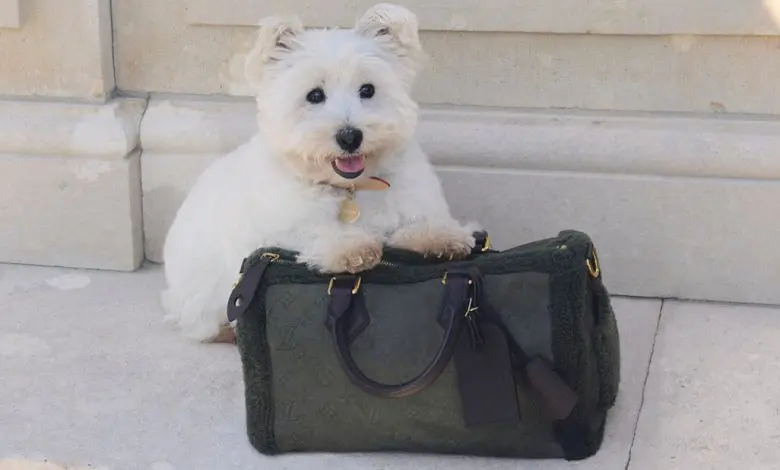 Louis Vuitton lansează o nouă colecție de accesorii de lux pentru animale de companie