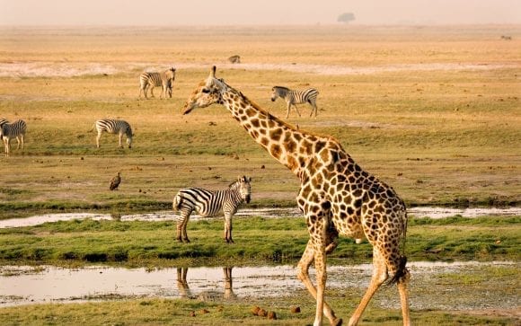 Top 5 destinații de safari