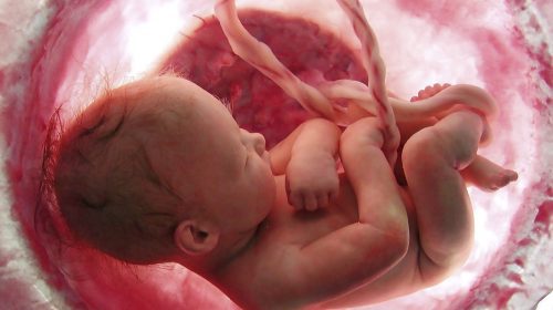 Placenta – legătura dintre mamă și bebe. Despre recoltare și potențialul terapeutic