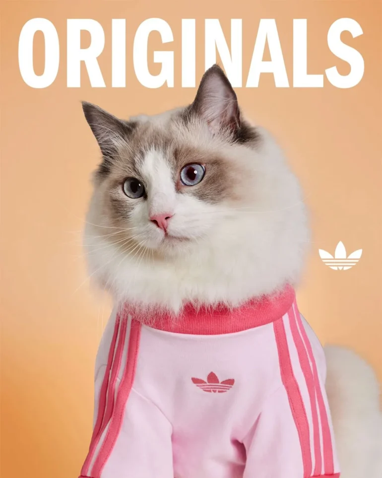 adidas pets