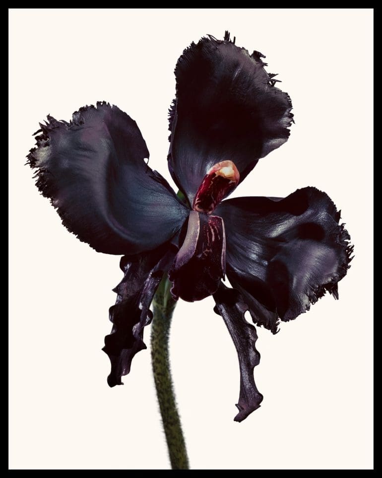 Tom Ford Black Orchid